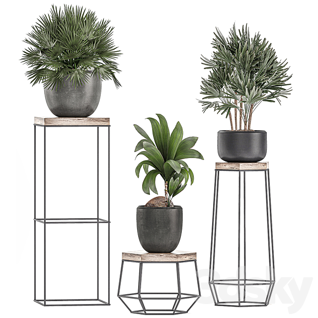 A collection of small plants in pots on stand tables with dracaena. rapeseed. palm. fan. coconut nutsifera. Set 525. 3DSMax File - thumbnail 3