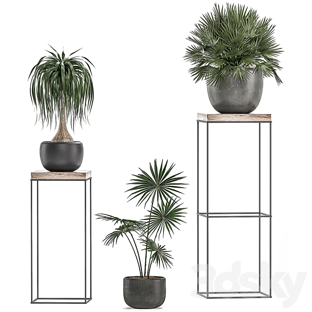 A collection of small plants in pots on stand tables with dracaena. rapeseed. palm. fan. coconut nutsifera. Set 525. 3DSMax File - thumbnail 4