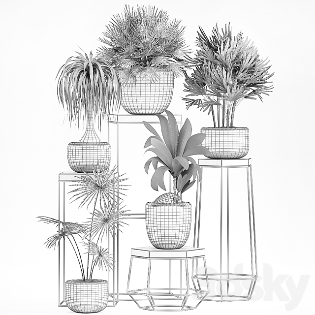 A collection of small plants in pots on stand tables with dracaena. rapeseed. palm. fan. coconut nutsifera. Set 525. 3DSMax File - thumbnail 5