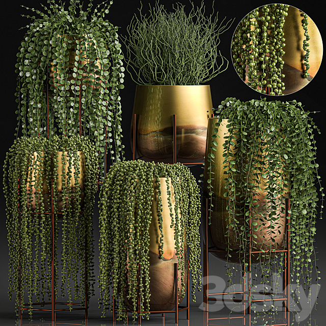 A collection of plants in luxury gold pots with Rowley’s Crossberry. dyschidia. Succulents. hanging plants. Set 543. 3DSMax File - thumbnail 1