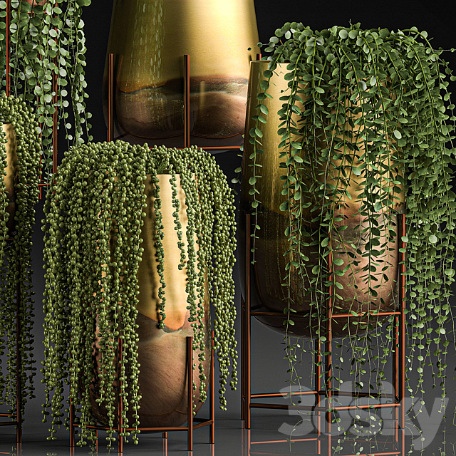 A collection of plants in luxury gold pots with Rowley’s Crossberry. dyschidia. Succulents. hanging plants. Set 543. 3DSMax File - thumbnail 2