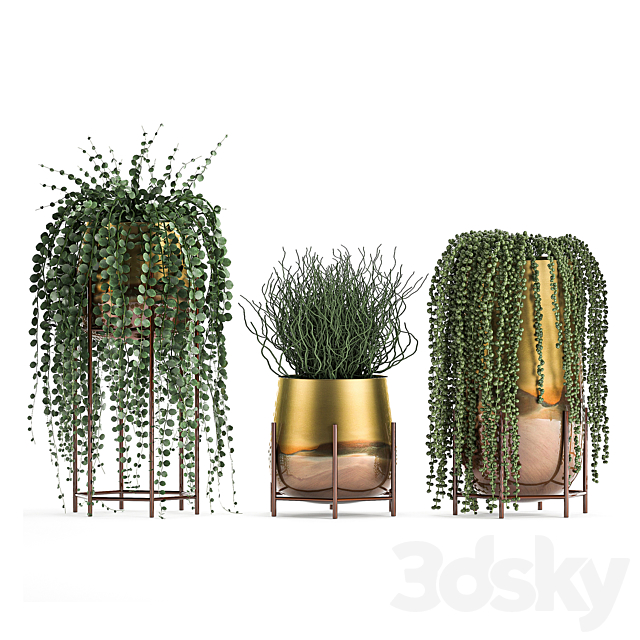 A collection of plants in luxury gold pots with Rowley’s Crossberry. dyschidia. Succulents. hanging plants. Set 543. 3DSMax File - thumbnail 3