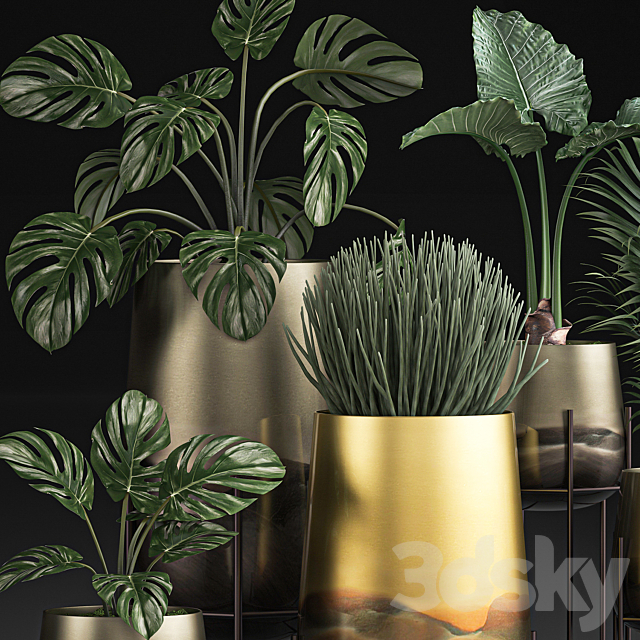 Collection of plants in luxury gold pots on legs with Monstera. palm. hovea. Alokasia. Sansevieria. Set 544. 3d