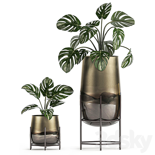 Collection of plants in luxury gold pots on legs with Monstera. palm. hovea. Alokasia. Sansevieria. Set 544. 3dsky