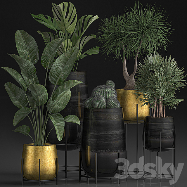 Collection of plants in luxury gold pots on legs with Monstera. Banana. rapeseed. dracaena. cactus. luxury decor. Set 546. 3DSMax File - thumbnail 1