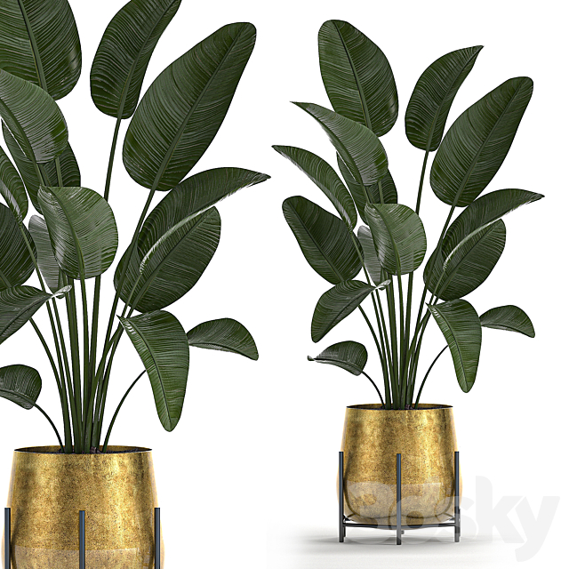 Collection of plants in luxury gold pots on legs with Monstera. Banana. rapeseed. dracaena. cactus. luxury decor. Set 546. 3DSMax File - thumbnail 2