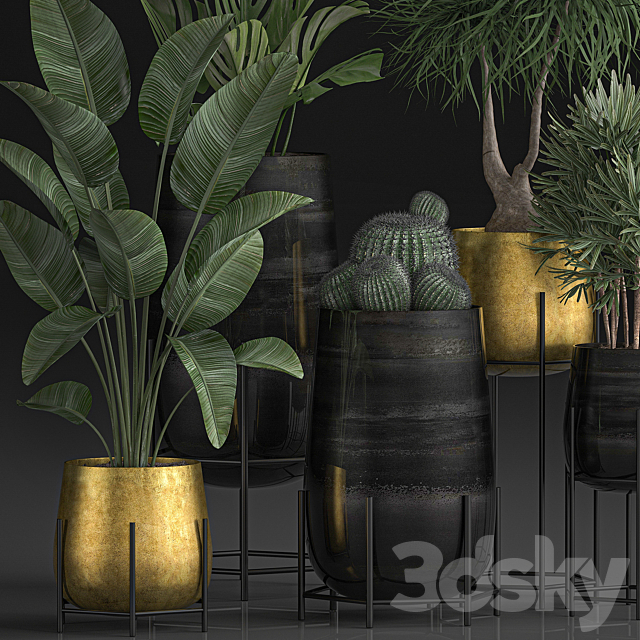 Collection of plants in luxury gold pots on legs with Monstera. Banana. rapeseed. dracaena. cactus. luxury decor. Set 546. 3DSMax File - thumbnail 3