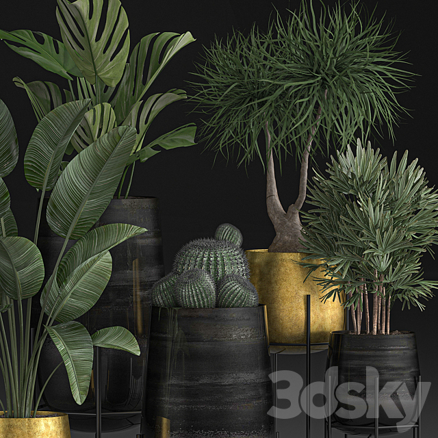 Collection of plants in luxury gold pots on legs with Monstera. Banana. rapeseed. dracaena. cactus. luxury decor. Set 546. 3DSMax File - thumbnail 4