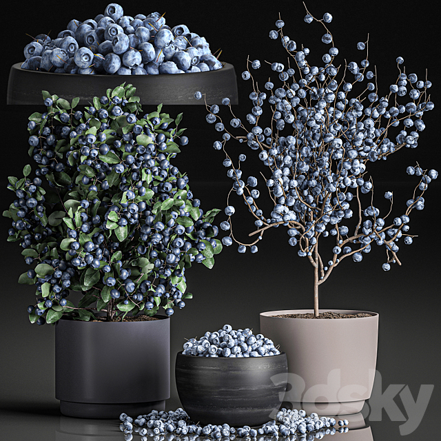 A collection of bouquets of branches with blueberries in black vases with blueberries a bowl with berries a blueberry bush. Set 548. Free Download