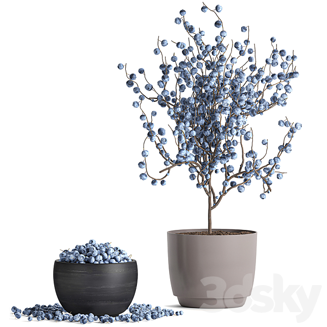 3dsky