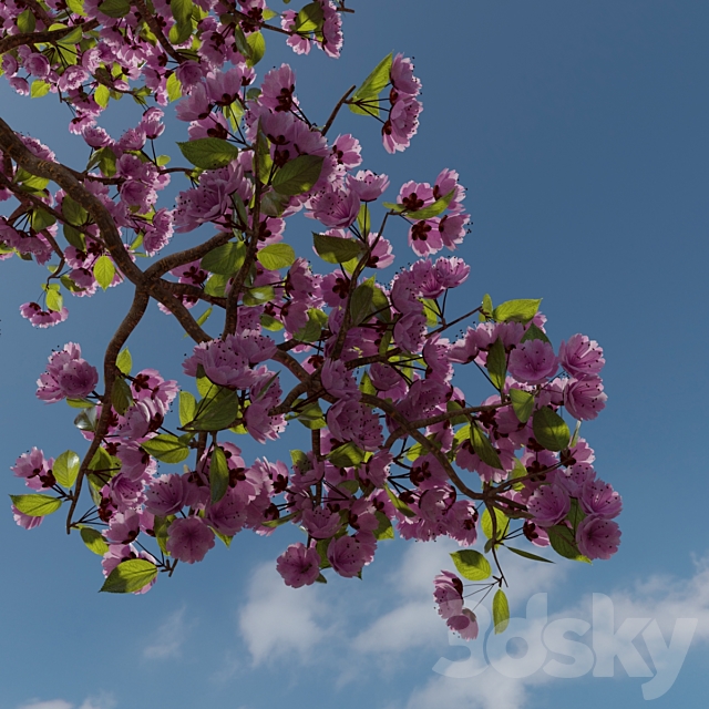 3dsky Free Download