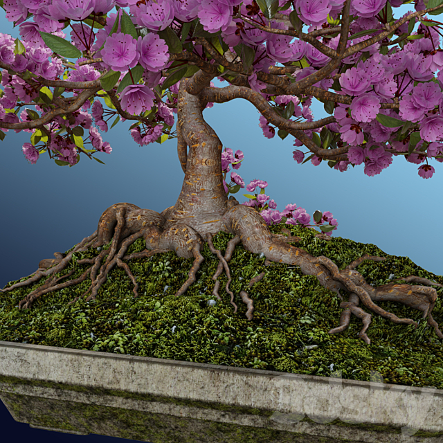 Bonsai Sakura 3dskyfree