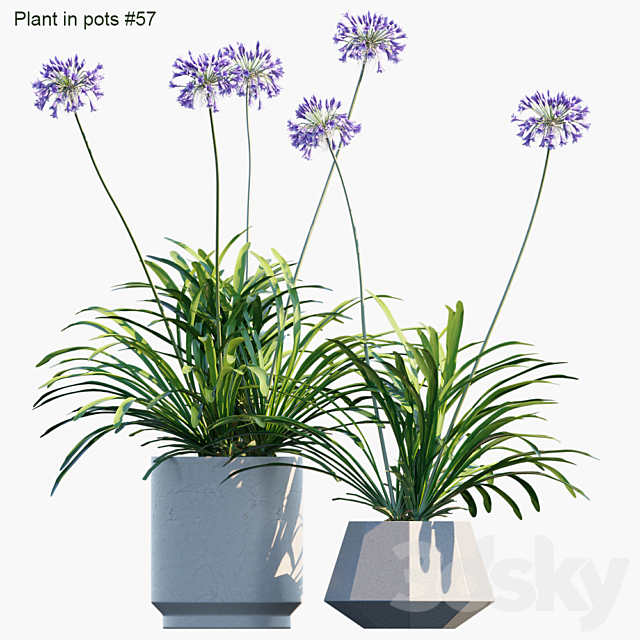 Plant in pots # 57: Agapanthus 3DSMax File - thumbnail 1