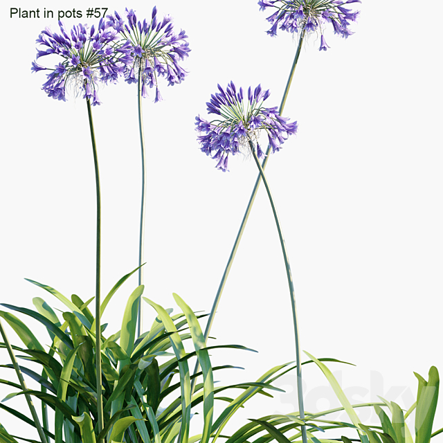 Plant in pots # 57: Agapanthus 3DSMax File - thumbnail 2