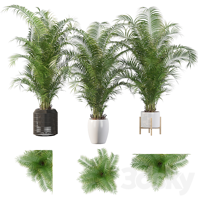 Plants collection 032 – Areca Palm Pack 1 3DSMax File - thumbnail 1