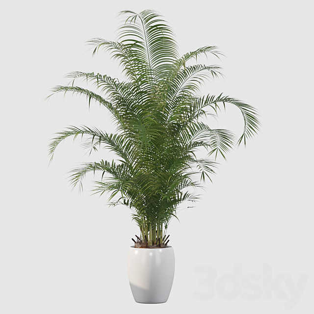 Plants collection 032 – Areca Palm Pack 1 3DSMax File - thumbnail 2