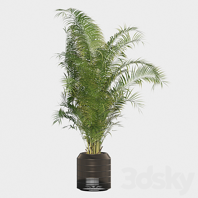 Plants collection 032 – Areca Palm Pack 1 3DSMax File - thumbnail 3
