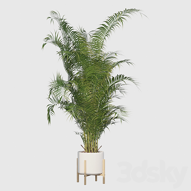 Plants collection 032 – Areca Palm Pack 1 3DSMax File - thumbnail 4