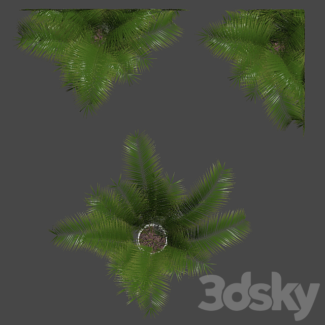 Plants collection 032 – Areca Palm Pack 1 3DSMax File - thumbnail 5