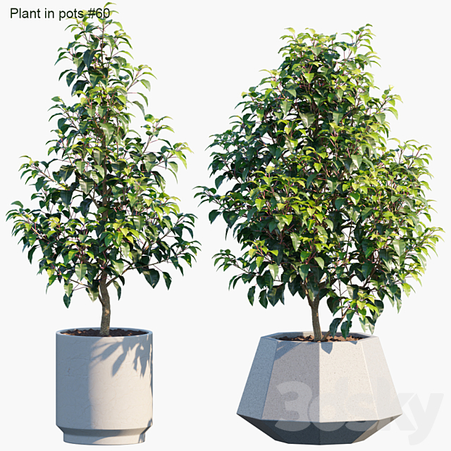 Plant in pots # 60: House plants 3DSMax File - thumbnail 1