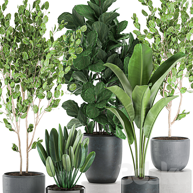 Collection of plants of trees in black pots with Ficus lyrata. banana palm. strelitzia. Set 550. 3d