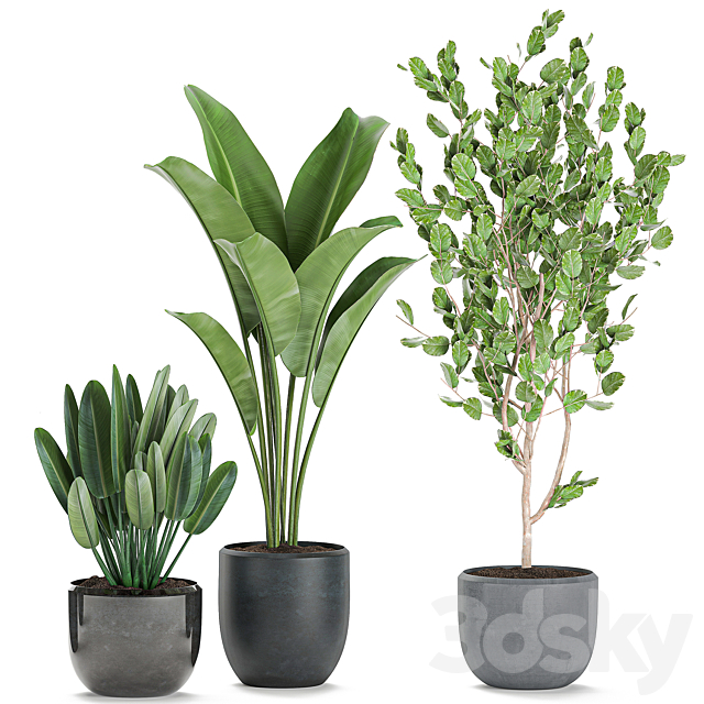 Collection of plants of trees in black pots with Ficus lyrata. banana palm. strelitzia. Set 550. 3dsky