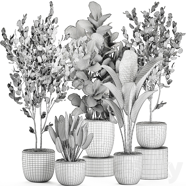 Collection of plants of trees in black pots with Ficus lyrata. banana palm. strelitzia. Set 550. 3dskyfree