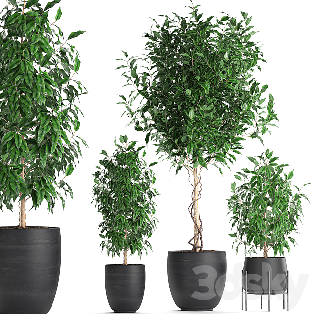 A collection of small beautiful trees in black pots with Ficus Benjamin. Set 553. Free Download
