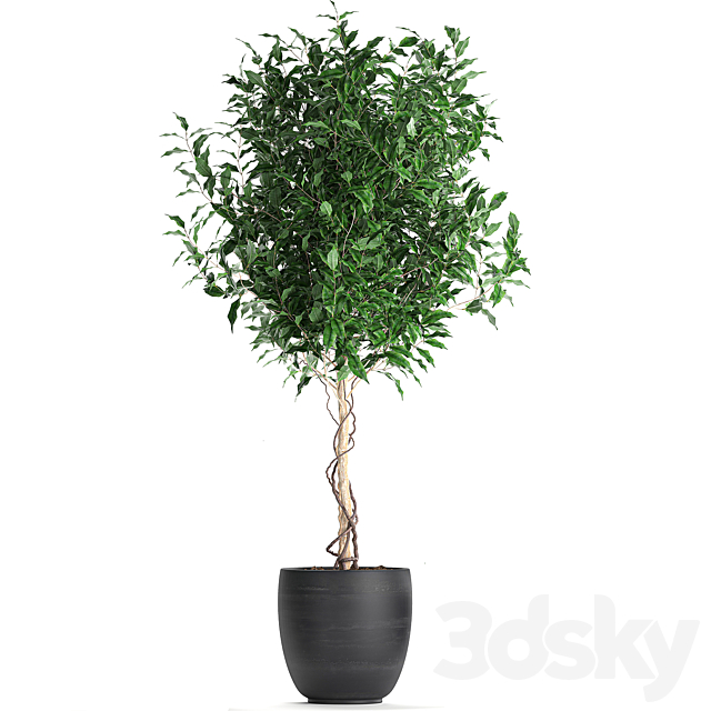 A collection of small beautiful trees in black pots with Ficus Benjamin. Set 553. 3d