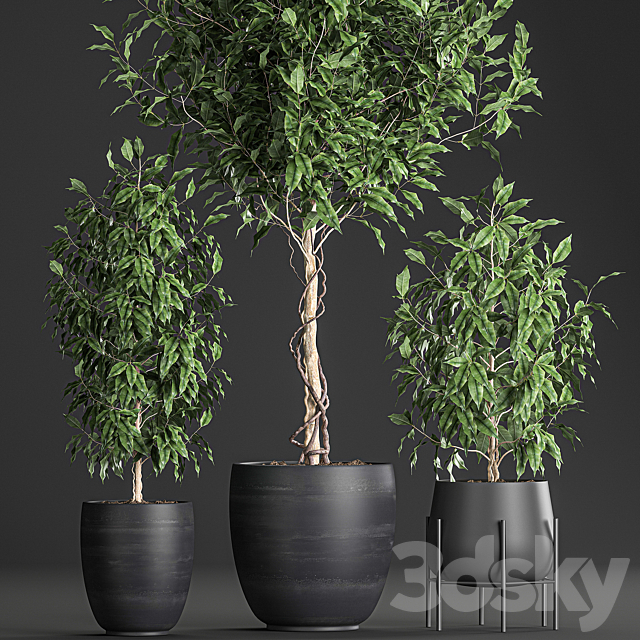 A collection of small beautiful trees in black pots with Ficus Benjamin. Set 553. 3dskyfree