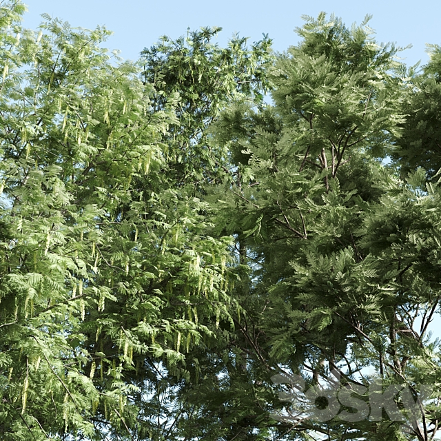 set of acacias-vray 3d