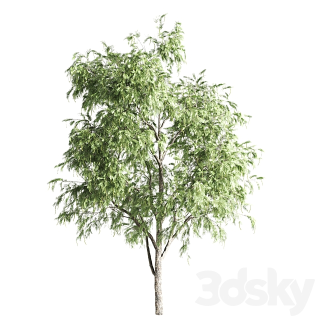 set of acacias-vray 3dsky