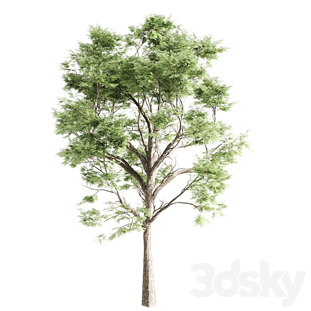 set of acacias-vray 3dskyfree