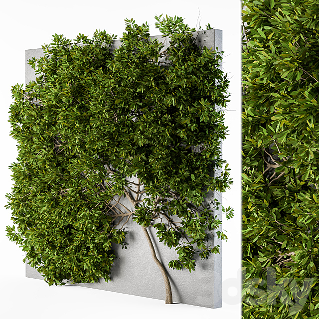 Ivy wall plants 02 3DSMax File - thumbnail 1