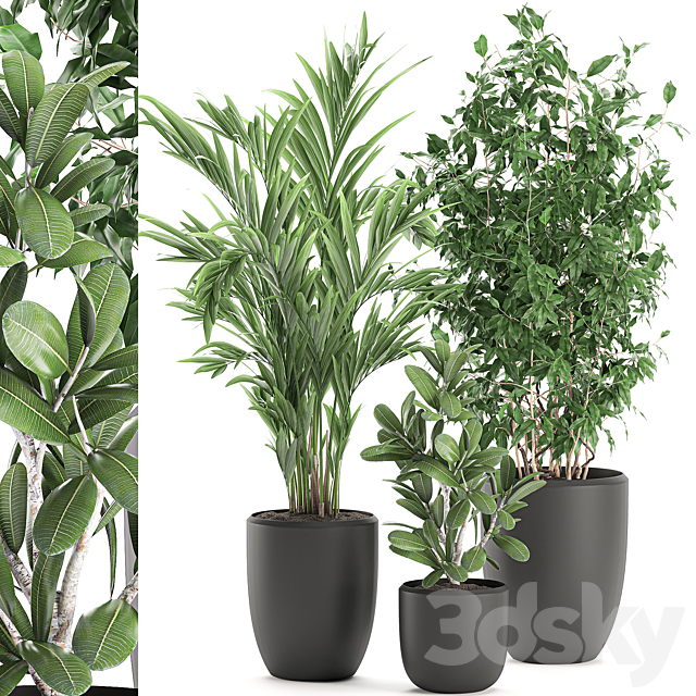 Collection of plants in black pots with Ficus benjamin. palm. hovea. neanta. Set 567. 3DSMax File - thumbnail 1
