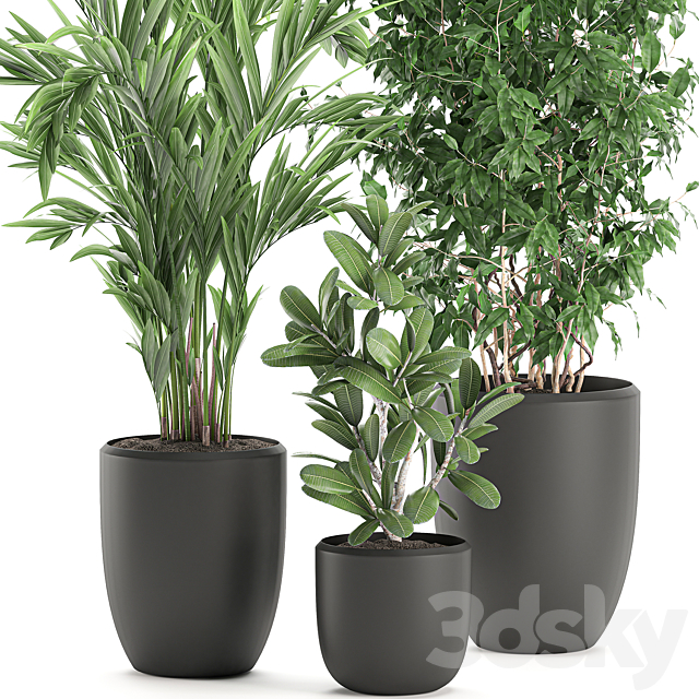 Collection of plants in black pots with Ficus benjamin. palm. hovea. neanta. Set 567. 3DSMax File - thumbnail 3