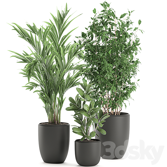 Collection of plants in black pots with Ficus benjamin. palm. hovea. neanta. Set 567. 3DSMax File - thumbnail 4