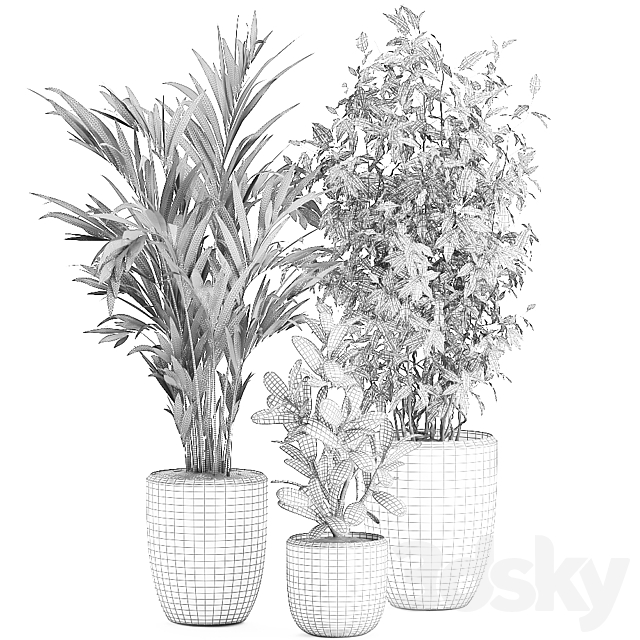 Collection of plants in black pots with Ficus benjamin. palm. hovea. neanta. Set 567. 3DSMax File - thumbnail 5