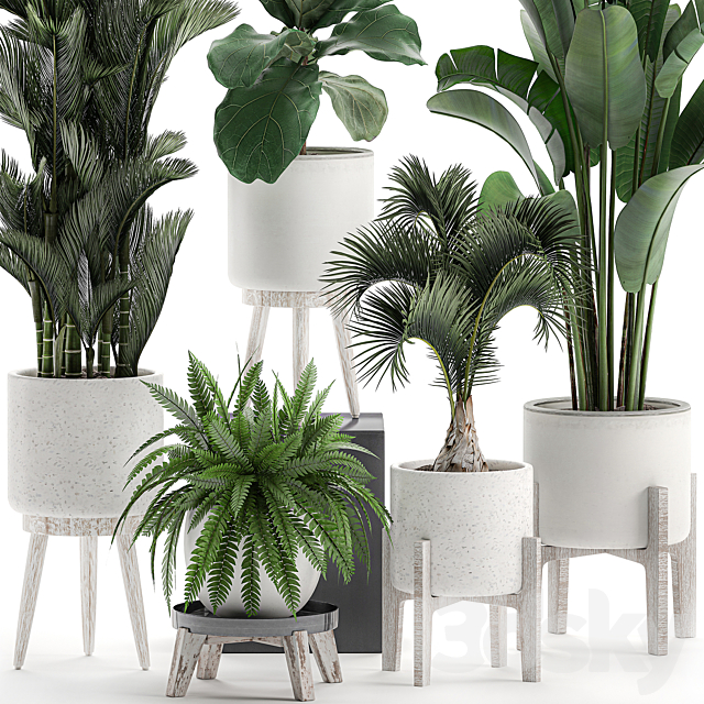 Collection of plants in white pots on legs with Dipsis palm. banana. fern. ficus lirata. strelitzia. ravenala. Set 573. 3DSMax File - thumbnail 3