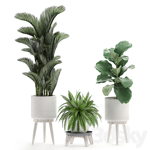 Collection of plants in white pots on legs with Dipsis palm. banana. fern. ficus lirata. strelitzia. ravenala. Set 573. 3DSMax File - thumbnail 4