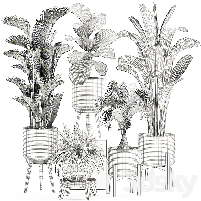 Collection of plants in white pots on legs with Dipsis palm. banana. fern. ficus lirata. strelitzia. ravenala. Set 573. 3DSMax File - thumbnail 5