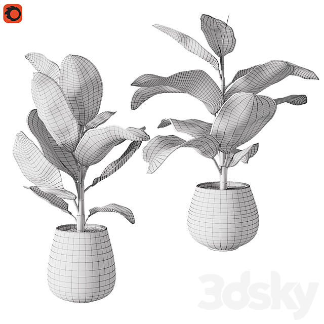 Set of plants ficus rubbery 3DSMax File - thumbnail 5