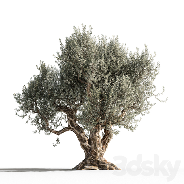 Olive tree 1 3DSMax File - thumbnail 1