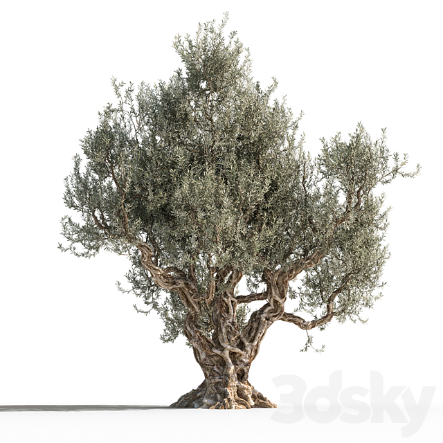Olive tree 1 3DSMax File - thumbnail 2