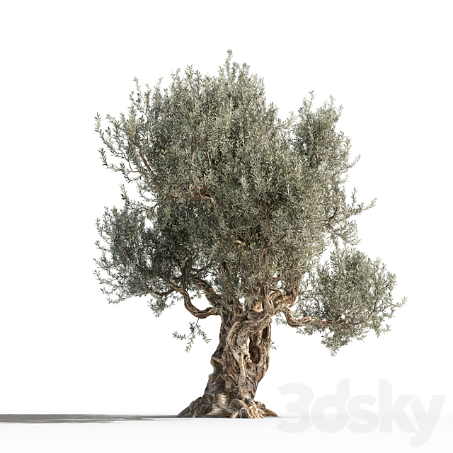 Olive tree 1 3DSMax File - thumbnail 3