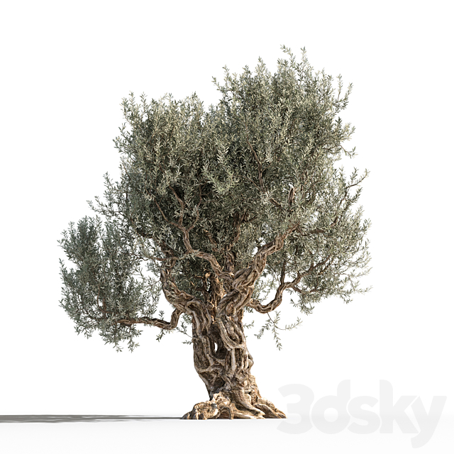 Olive tree 1 3DSMax File - thumbnail 4