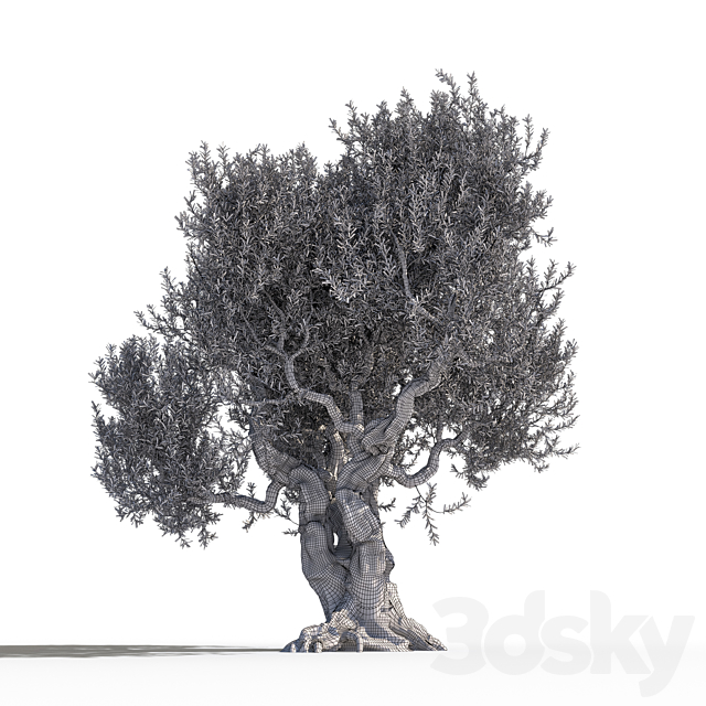 Olive tree 1 3DSMax File - thumbnail 5