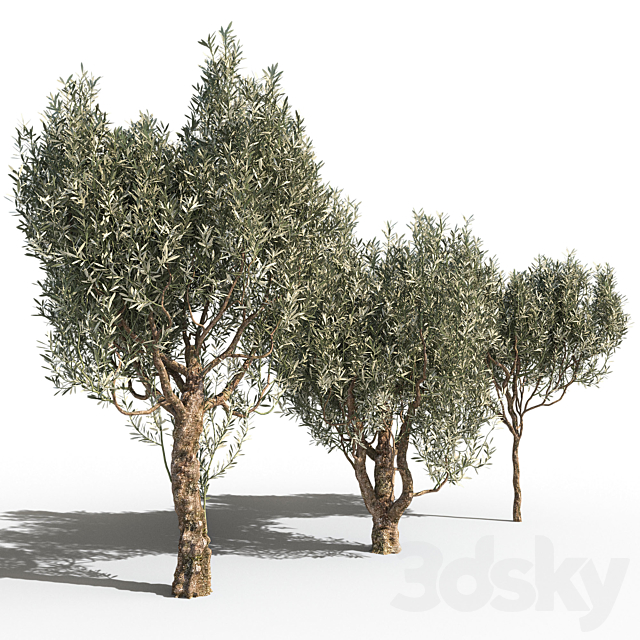 Olive Trees 3 (Olive Trees 3) 3d