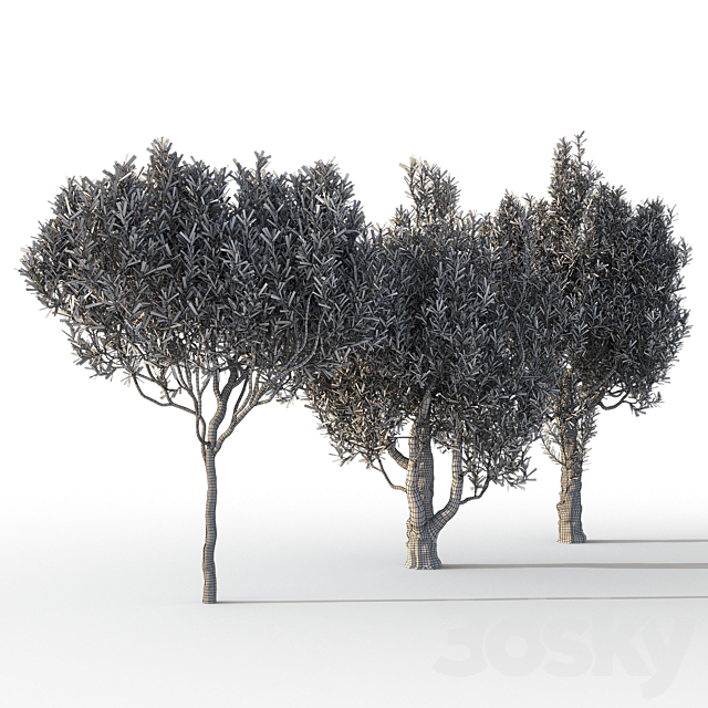 Olive Trees 3 (Olive Trees 3) 3dsky