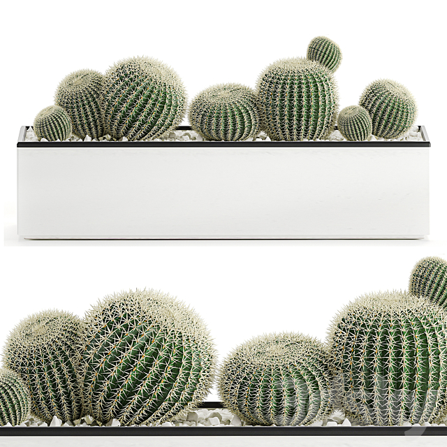 Collection of cacti in a white flowerpot flowerbed with echinocactus. round cactus. Barrel cactus. Set 583. 3DSMax File - thumbnail 1